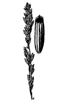 <i>Puccinellia erecta</i> (Hitchc.) Munz