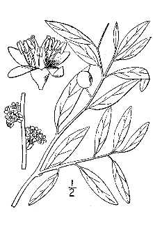 <i>Glabraria geniculata</i> (Marshall) Britton