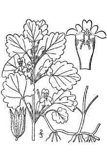 <i>Glechoma hederacea</i> L. var. parviflora (Benth.) House