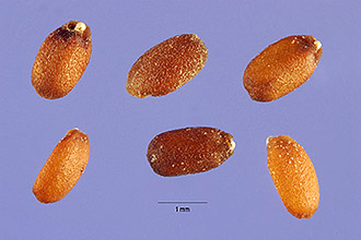 <i>Glechoma hederacea</i> L. var. micrantha Moric.