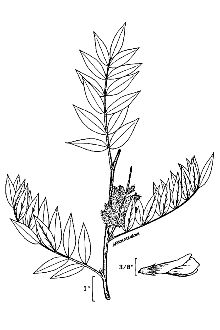 <i>Glycyrrhiza lepidota</i> Pursh var. glutinosa (Nutt.) S. Watson