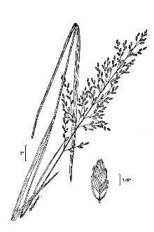 <i>Glyceria spectabilis</i> Mert. & W.D.J. Koch