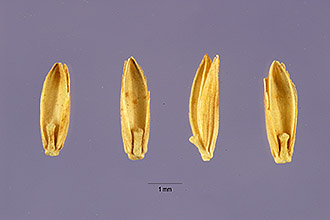 <i>Glyceria spectabilis</i> Mert. & W.D.J. Koch