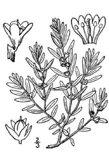 <i>Glaux maritima</i> L. ssp. obtusifolia (Fernald) B. Boivin