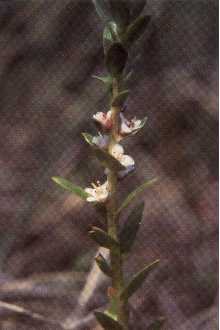 <i>Glaux maritima</i> L. var. obtusifolia Fernald