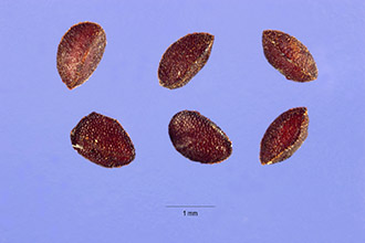 <i>Glaux maritima</i> L. var. angustifolia B. Boivin
