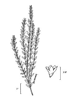 <i>Glaux maritima</i> L. var. macrophylla B. Boivin