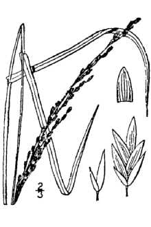 <i>Panicularia melicaria</i> (Michx.) Hitchc.