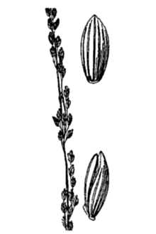 <i>Panicularia melicaria</i> (Michx.) Hitchc.