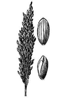 <i>Panicularia obtusa</i> (Muhl.) Kuntze