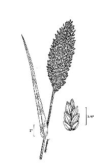<i>Panicularia obtusa</i> (Muhl.) Kuntze