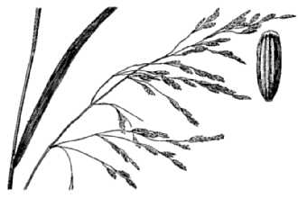 <i>Puccinellia pallida</i> (Torr.) R.T. Clausen