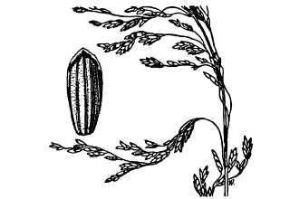 <i>Puccinellia pauciflora</i> (J. Presl) Munz var. microtheca (Buckley) C.L. Hitchc.