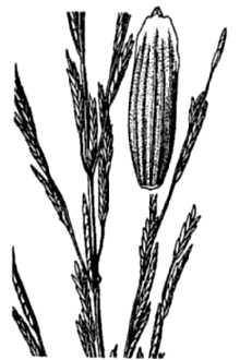 <i>Panicularia septentrionalis</i> (Hitchc.) E.P. Bicknell