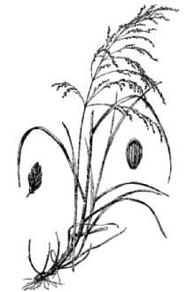 <i>Panicularia nervata</i> (Willd.) Kuntze