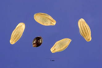 <i>Glyceria striata</i> (Lam.) Hitchc. ssp. stricta (Scribn.) Hultén
