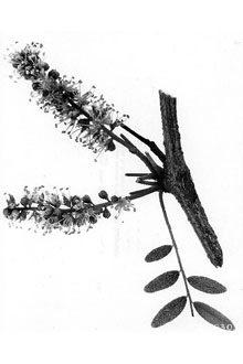 <i>Gleditsia triacanthos</i> L. var. inermis (L.) C.K. Schneid.