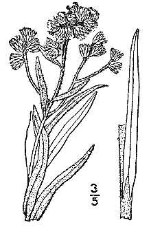 <i>Pseudognaphalium viscosum</i> auct. non (Kunth) W.A. Weber