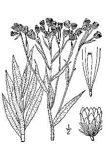 <i>Gnaphalium obtusifolium</i> L. var. helleri (Britton) S.F. Blake