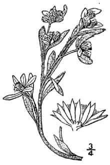 <i>Filaginella palustris</i> (Nutt.) Holub