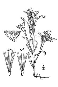 <i>Filaginella uliginosa</i> (L.) Opiz