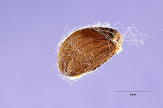 <i>Gossypium peruvianum</i> Cav.