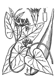 <i>Ampelamus albidus</i> (Nutt.) Britton
