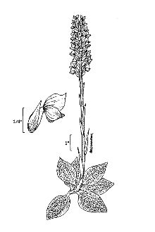 <i>Peramium pubescens</i> (Willd.) MacMill.