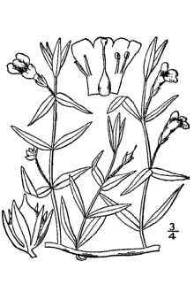 <i>Gratiola aurea</i> Pursh var. obtusa Pennell