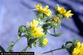 Great Valley Gumweed