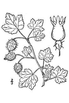 <i>Ribes cynosbati</i> L. var. atrox Fernald