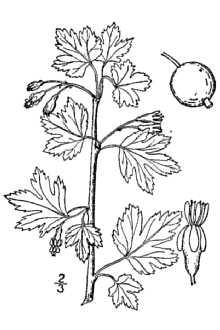 <i>Ribes oxyacanthoides</i> L. var. calcicola Fernald