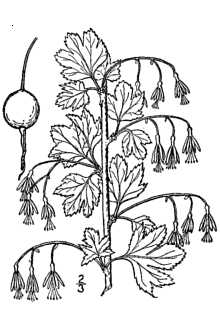 <i>Ribes missouriense</i> Nutt. var. ozarkanum Fassett