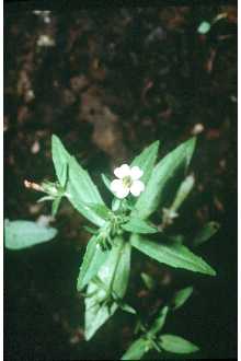 <i>Gratiola neglecta</i> Torr. var. glaberrima Fernald