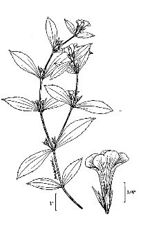 <i>Gratiola neglecta</i> Torr. var. glaberrima Fernald