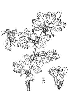 <i>Grossularia oxyacanthoides</i> (L.) Mill.