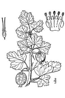 <i>Ribes grossularia</i> L.