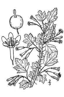 <i>Ribes oxyacanthoides</i> L. var. setosum (Lindl.) Dorn