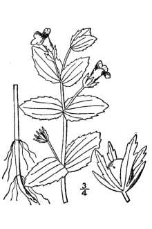 <i>Gratiola viscidula</i> Pennell var. shortii (Durand ex Pennell) Gleason