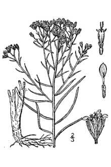<i>Xanthocephalum sarothrae</i> (Pursh) Shinners var. pomariense (S.L. Welsh) S.L. Welsh
