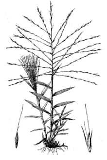 Bearded Skeletongrass