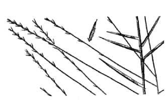 Shortleaf Skeletongrass