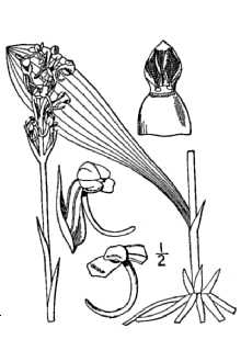 <i>Habenaria clavellata</i> (Michx.) Spreng. var. ophioglossoides Fernald