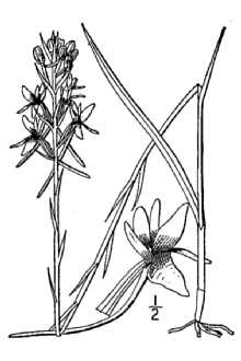 <i>Gymnadeniopsis nivea</i> (Nutt.) Rydb.