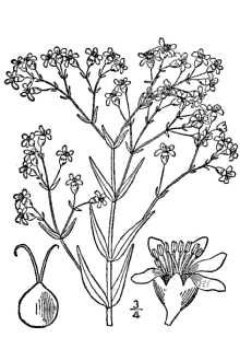 <i>Gypsophila paniculata</i> L. var. paniculata