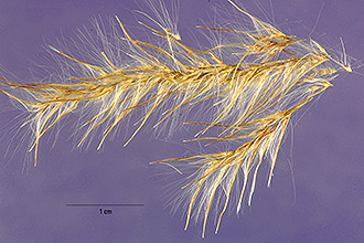<i>Saccharum sagittatum</i> Aubl.