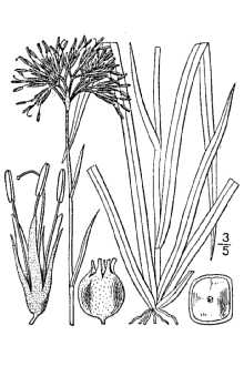 <i>Gyrotheca tinctoria</i> (J.F. Gmel.) Salisb., orth. var.