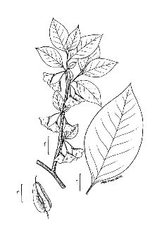 <i>Halesia parviflora</i> Michx.