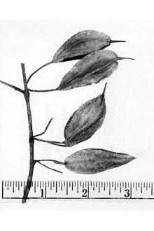 <i>Halesia parviflora</i> Michx.