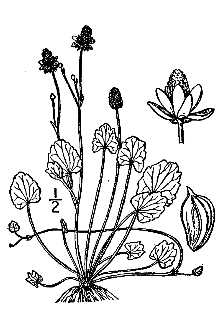 <i>Cyrtorhyncha cymbalaria</i> (Pursh) Britton ssp. alpina (Hook.) Á. Löve & D. Löve